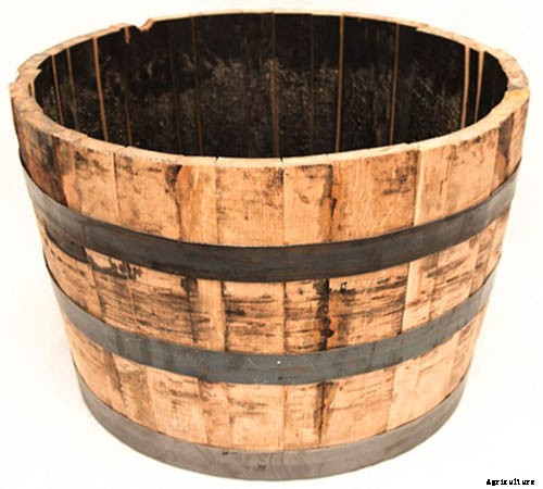 How to Plant and Grow Asian Pear Trees