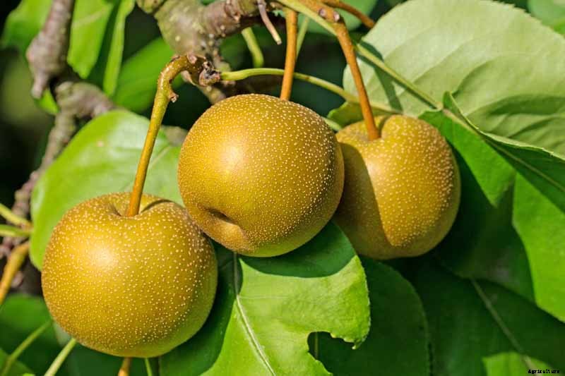 How to Plant and Grow Asian Pear Trees