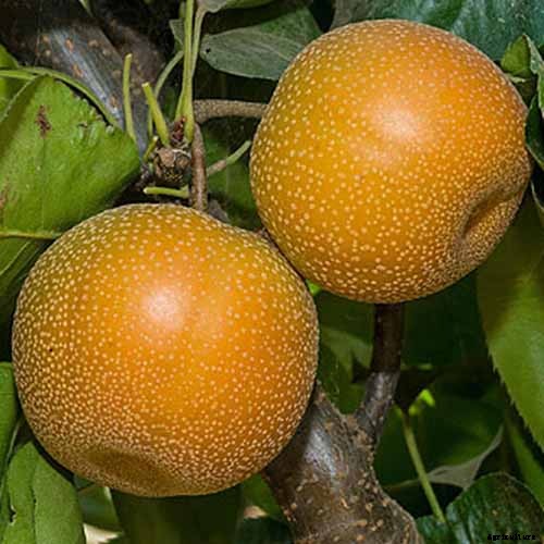 How to Plant and Grow Asian Pear Trees
