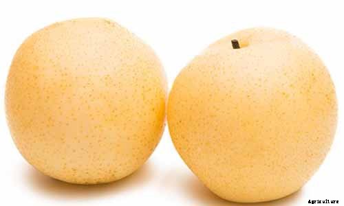 How to Plant and Grow Asian Pear Trees