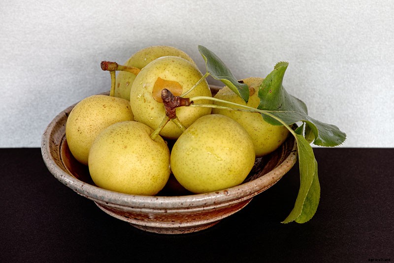 How to Plant and Grow Asian Pear Trees