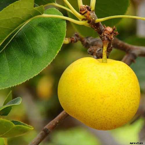 How to Plant and Grow Asian Pear Trees