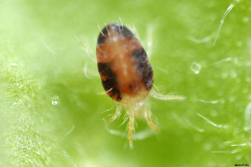 How to Plant and Grow Asian Pear Trees