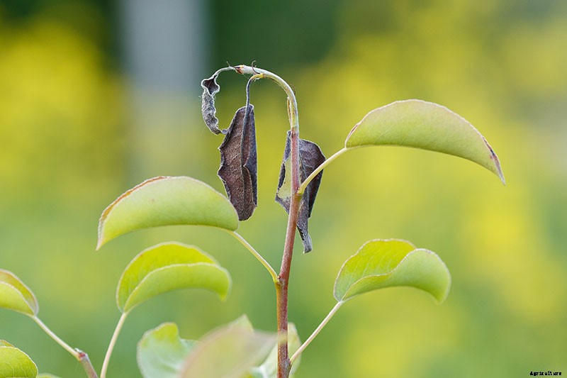 How to Plant and Grow Asian Pear Trees