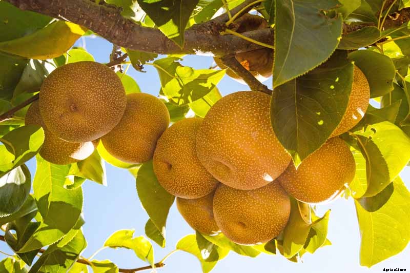 How to Plant and Grow Asian Pear Trees