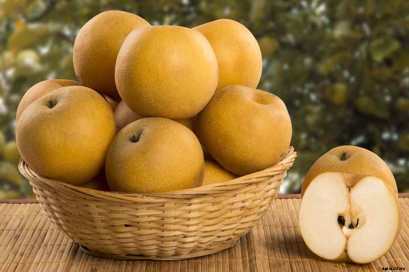 How to Plant and Grow Asian Pear Trees