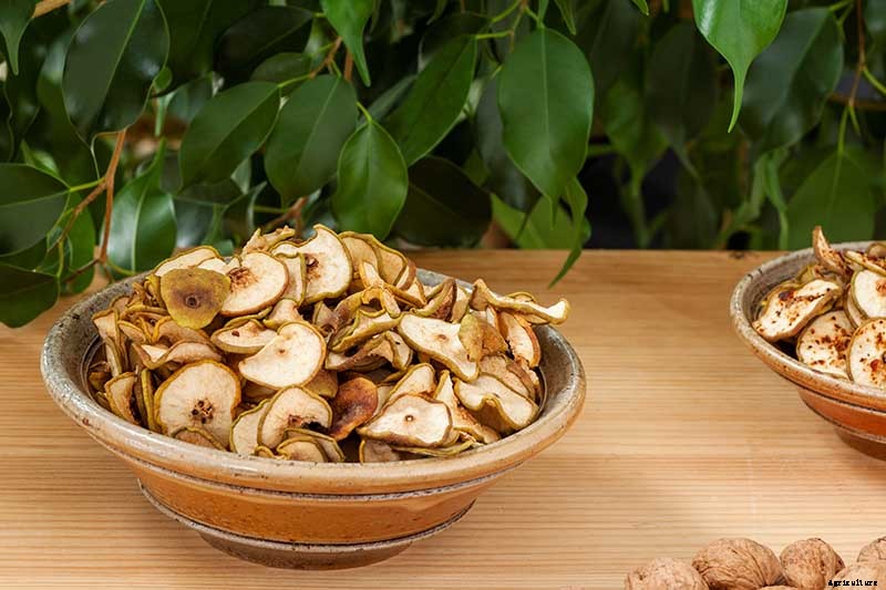 How to Plant and Grow Asian Pear Trees