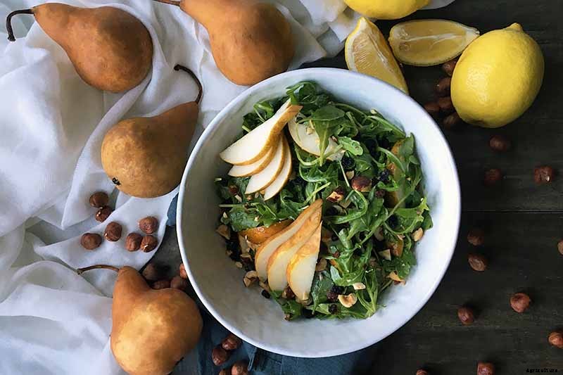 How to Plant and Grow Asian Pear Trees