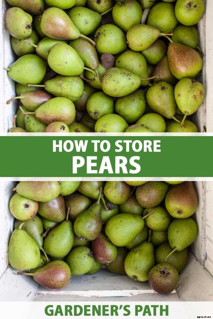 How to Store Your Pear Harvest