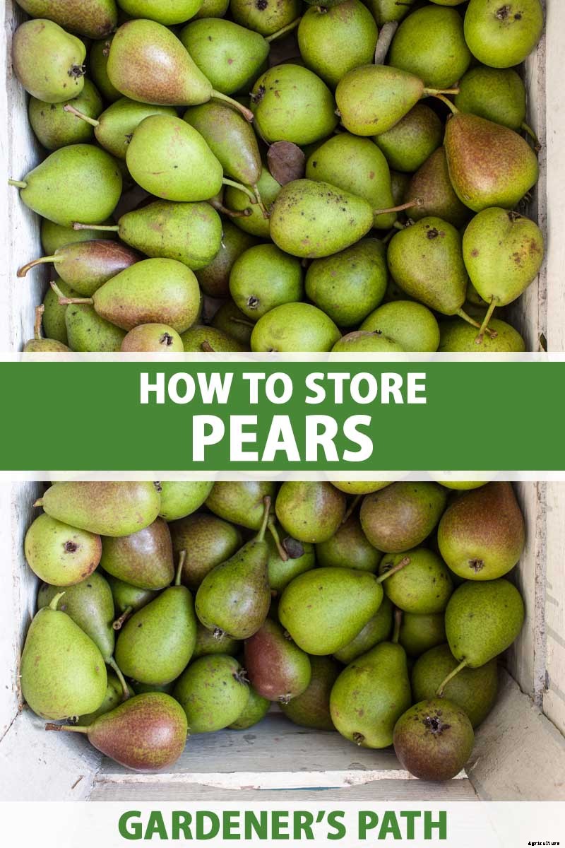 How to Store Your Pear Harvest