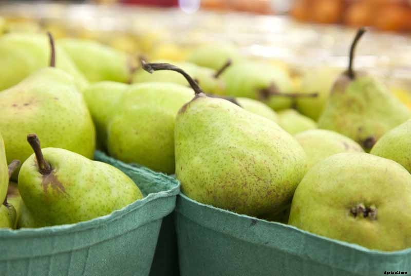 How to Store Your Pear Harvest