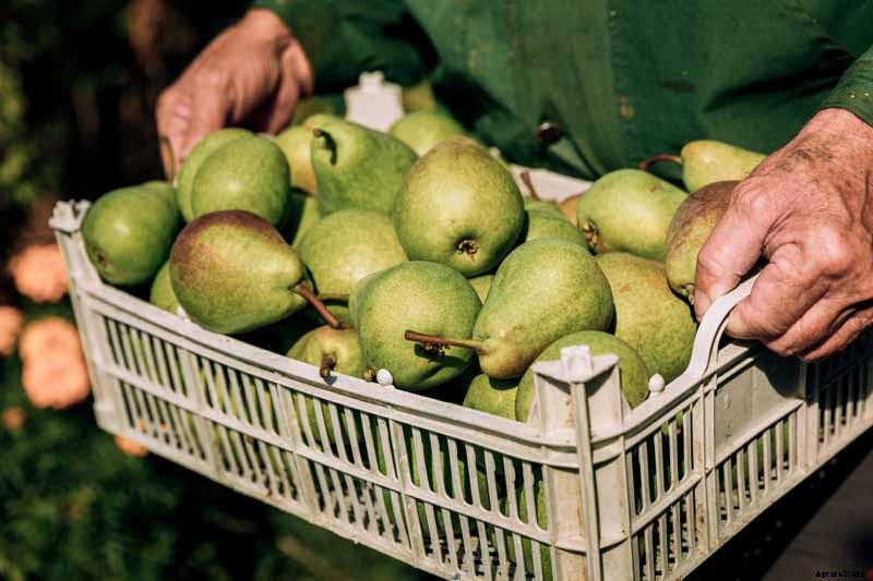 How to Store Your Pear Harvest