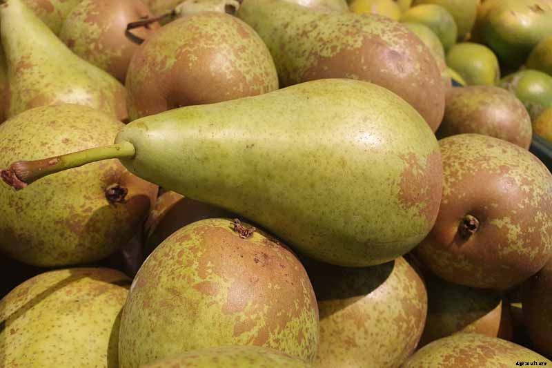 How to Store Your Pear Harvest