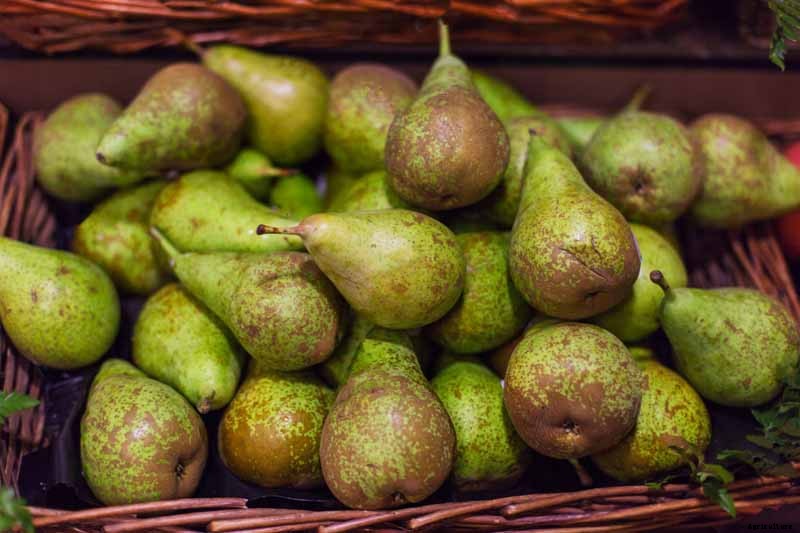 How to Store Your Pear Harvest