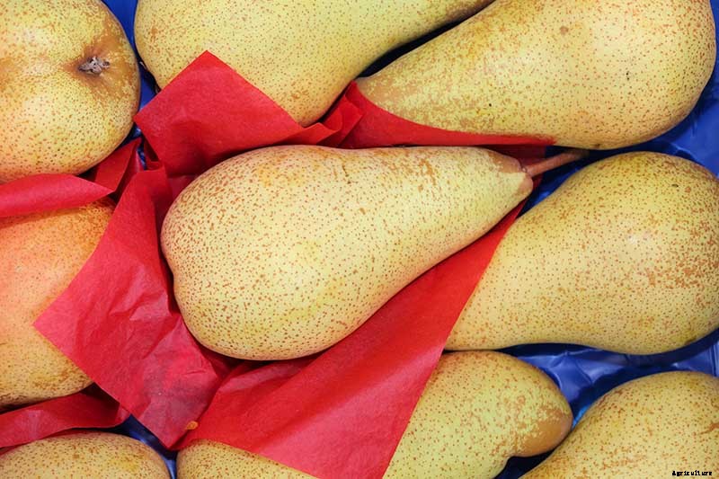 How to Store Your Pear Harvest