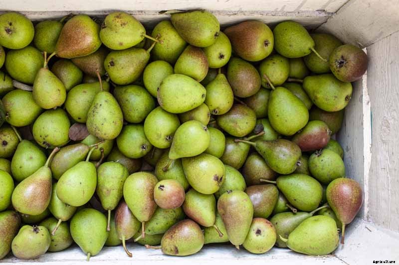 How to Store Your Pear Harvest