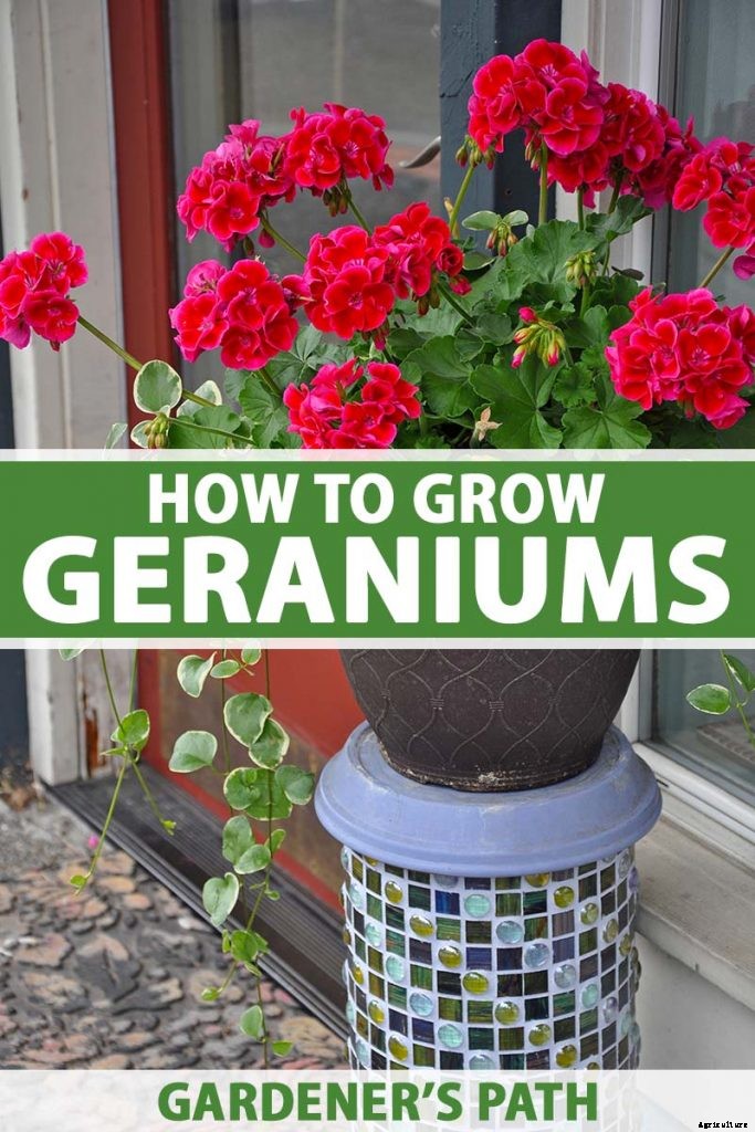 How to Grow and Care for Garden Geraniums