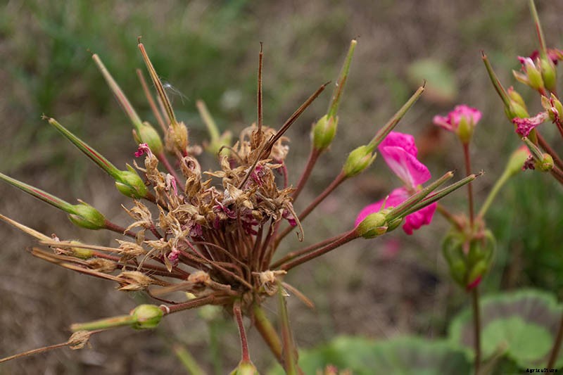How to Grow and Care for Garden Geraniums
