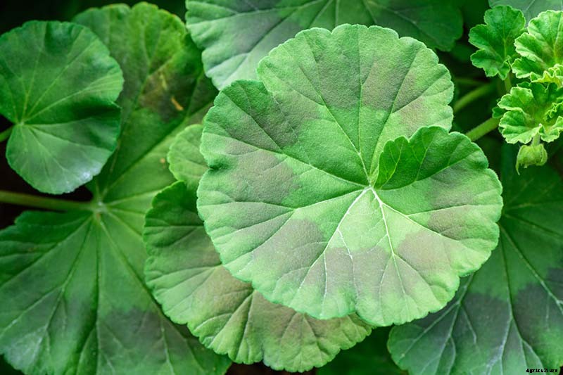 How to Grow and Care for Garden Geraniums