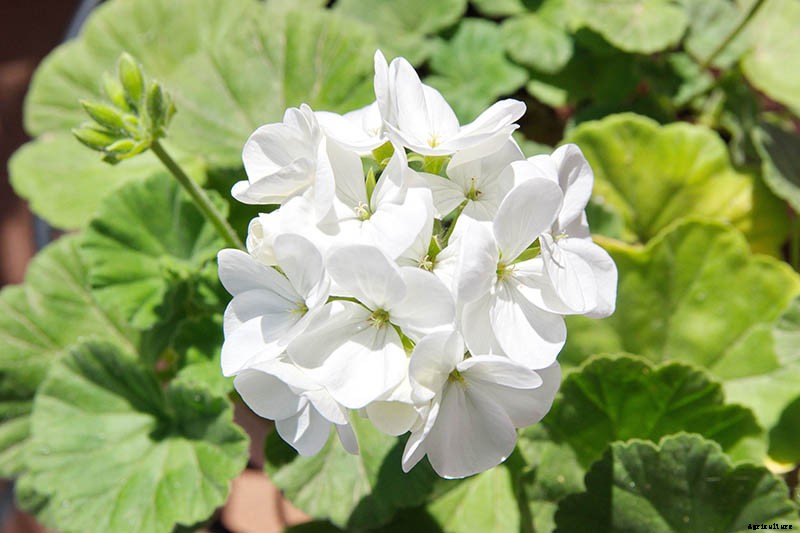 How to Grow and Care for Garden Geraniums