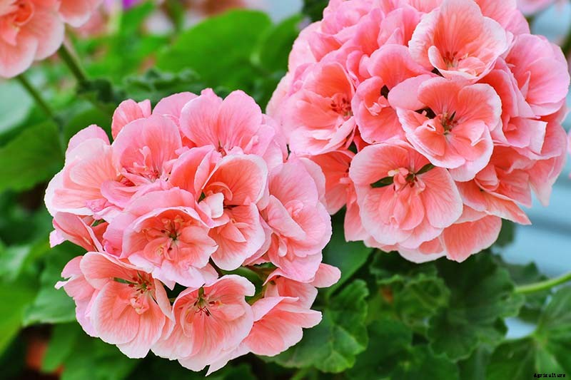 How to Grow and Care for Garden Geraniums
