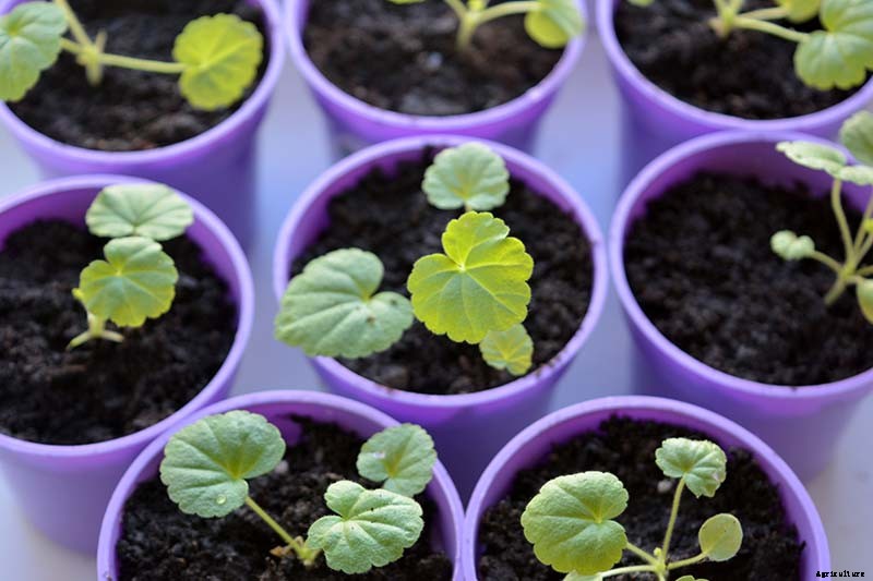 How to Grow and Care for Garden Geraniums