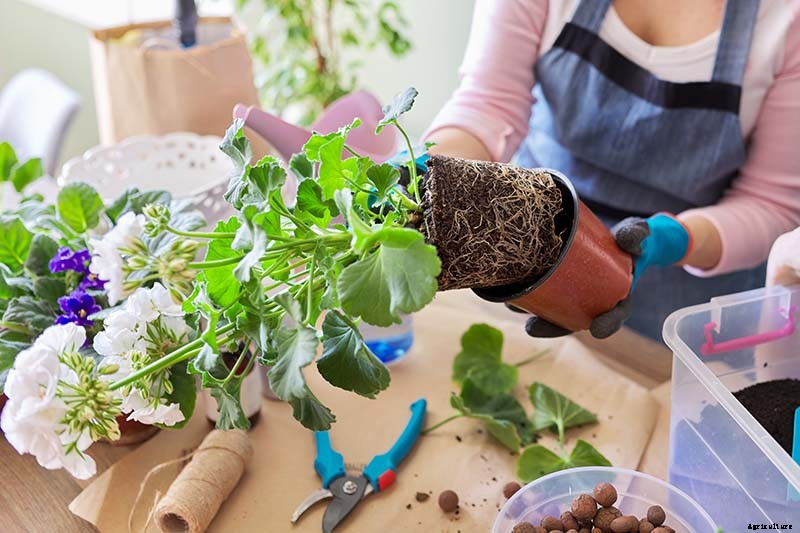 How to Grow and Care for Garden Geraniums