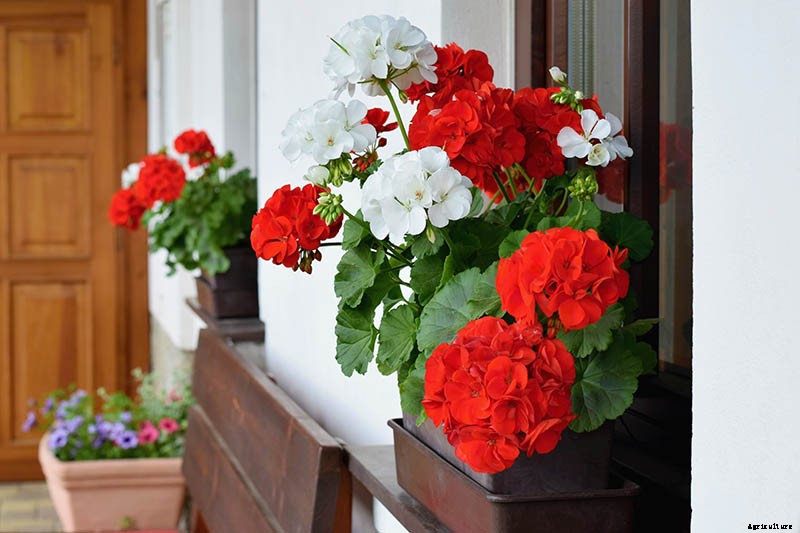 How to Grow and Care for Garden Geraniums