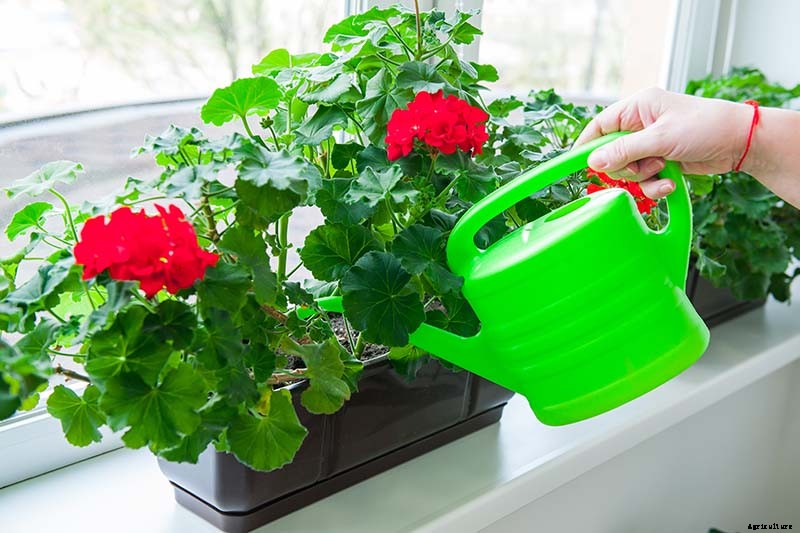 How to Grow and Care for Garden Geraniums