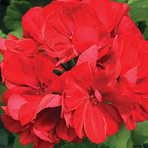 How to Grow and Care for Garden Geraniums