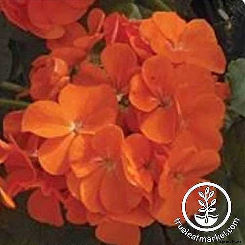 How to Grow and Care for Garden Geraniums