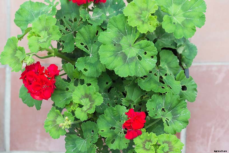 How to Grow and Care for Garden Geraniums
