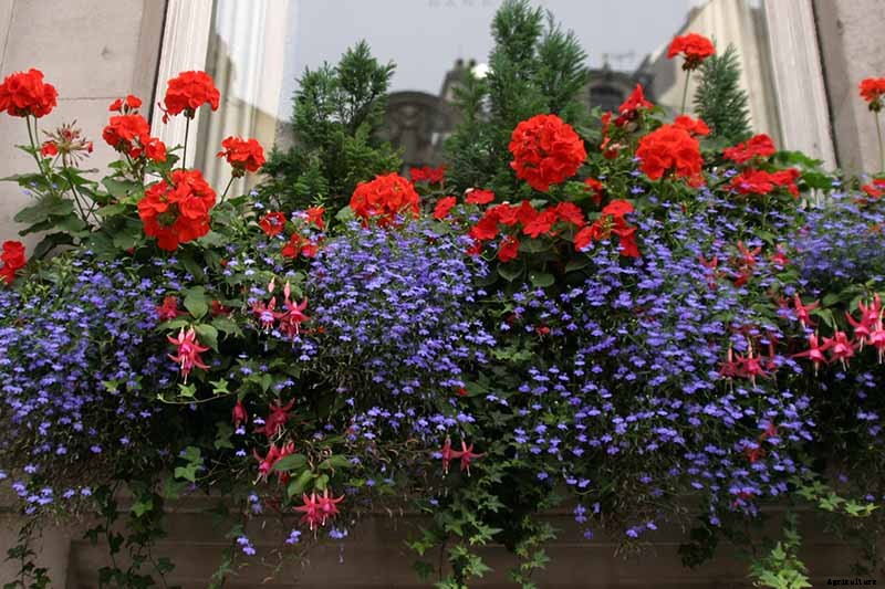 How to Grow and Care for Garden Geraniums