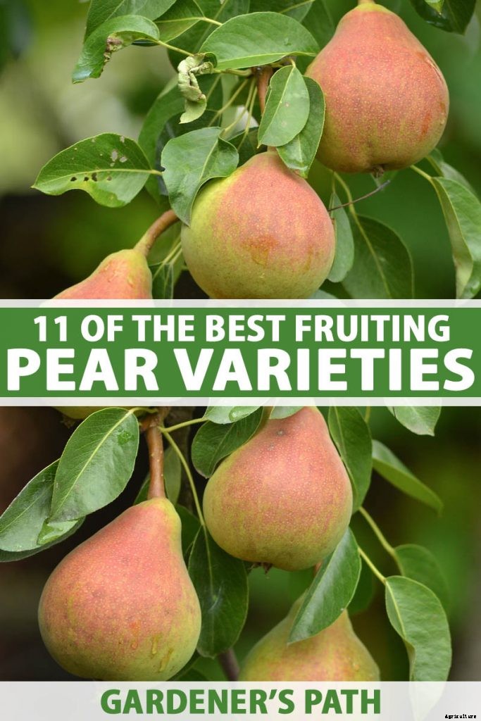 11 of the Best Fruiting Pear Varieties to Grow at Home