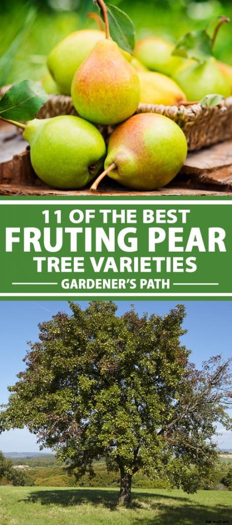 11 of the Best Fruiting Pear Varieties to Grow at Home