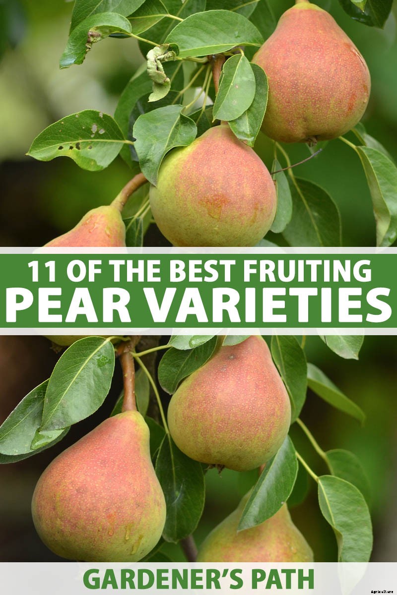 11 of the Best Fruiting Pear Varieties to Grow at Home