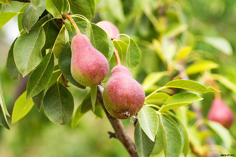 11 of the Best Fruiting Pear Varieties to Grow at Home