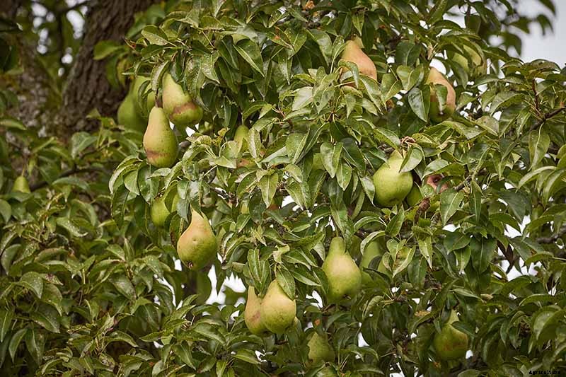 11 of the Best Fruiting Pear Varieties to Grow at Home
