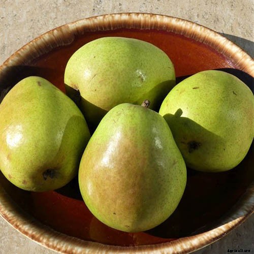 11 of the Best Fruiting Pear Varieties to Grow at Home