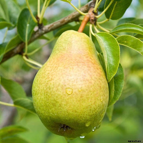 11 of the Best Fruiting Pear Varieties to Grow at Home
