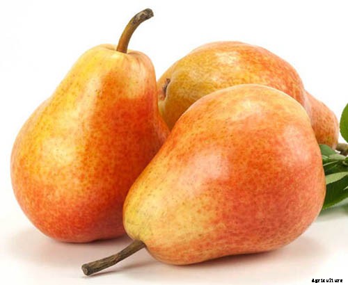 11 of the Best Fruiting Pear Varieties to Grow at Home