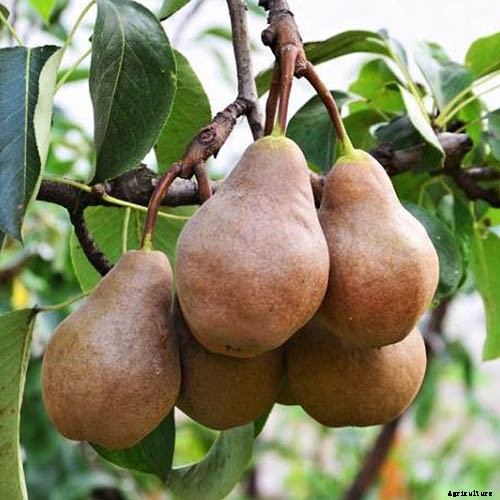 11 of the Best Fruiting Pear Varieties to Grow at Home