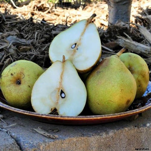 11 of the Best Fruiting Pear Varieties to Grow at Home