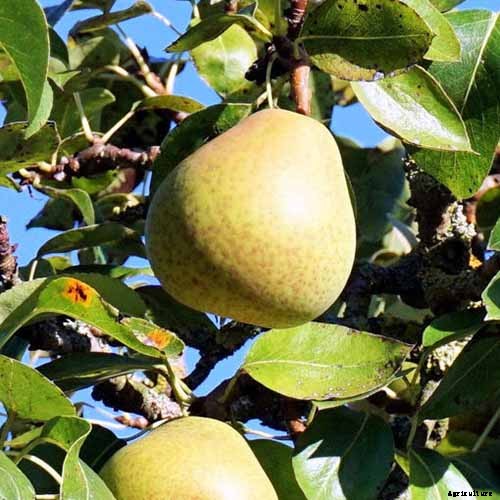 11 of the Best Fruiting Pear Varieties to Grow at Home