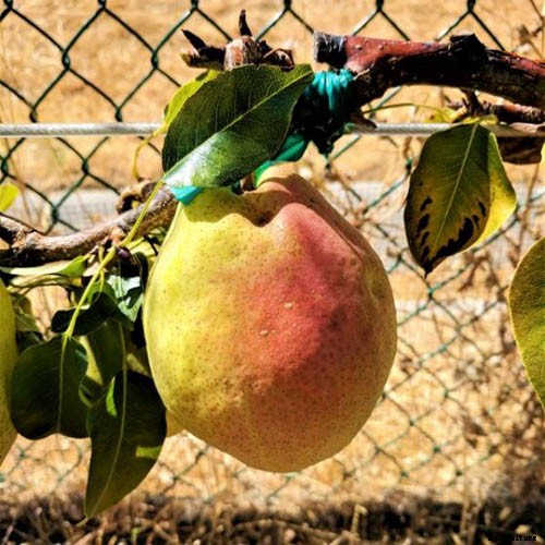 11 of the Best Fruiting Pear Varieties to Grow at Home