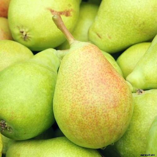 11 of the Best Fruiting Pear Varieties to Grow at Home