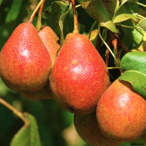 11 of the Best Fruiting Pear Varieties to Grow at Home