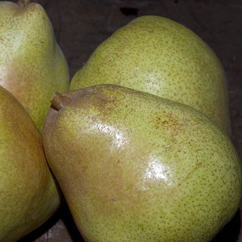 11 of the Best Fruiting Pear Varieties to Grow at Home