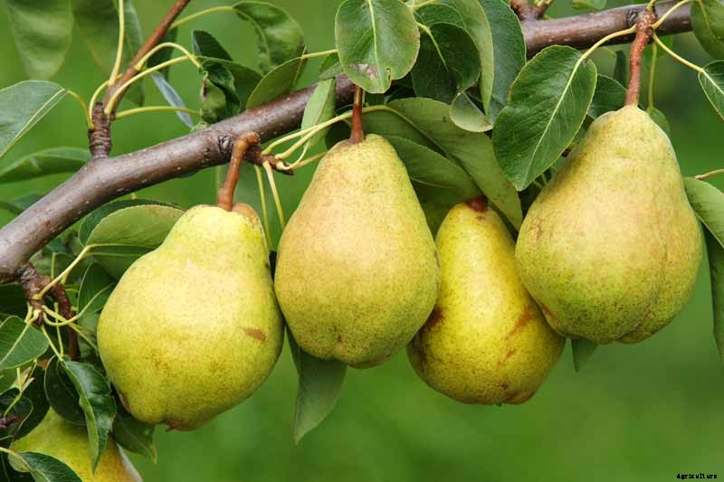 11 of the Best Fruiting Pear Varieties to Grow at Home