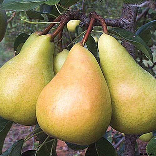 11 of the Best Fruiting Pear Varieties to Grow at Home